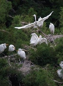 BOLINAS LAGOON PRESERVE