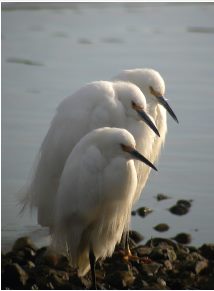 Audubon Canyon Ranch